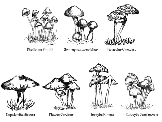 Mushrooms I